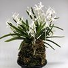 Neofinetia falcata Yasuri Takakuma'高高隈 